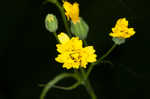 Common nipplewort